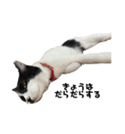 ぱんだ猫のパンちゃん（個別スタンプ：1）