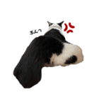ぱんだ猫のパンちゃん（個別スタンプ：2）
