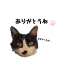 ぱんだ猫のパンちゃん（個別スタンプ：3）