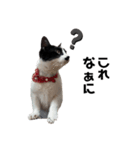 ぱんだ猫のパンちゃん（個別スタンプ：4）