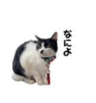 ぱんだ猫のパンちゃん（個別スタンプ：5）