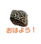 レオパのパルちゃん（個別スタンプ：1）