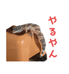 レオパのパルちゃん（個別スタンプ：7）