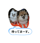 可愛いポメラニアン      ルルとマロン（個別スタンプ：4）