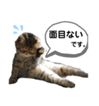 ニャントリオ☆敬語（個別スタンプ：6）
