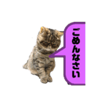 ニャントリオ☆敬語（個別スタンプ：7）
