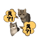 ニャントリオ☆敬語（個別スタンプ：20）