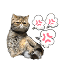 ニャントリオ☆敬語（個別スタンプ：27）