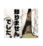 ニャントリオ☆敬語（個別スタンプ：29）