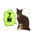 ニャントリオ☆敬語（個別スタンプ：32）