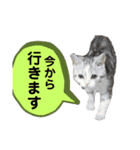 ニャントリオ☆敬語（個別スタンプ：36）