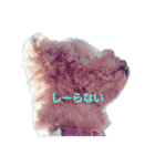 トイプーちゃず様のスタンプ（個別スタンプ：19）