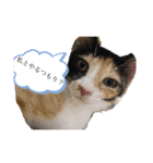 可愛いぬこ//（個別スタンプ：1）