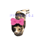 可愛いぬこ//（個別スタンプ：2）