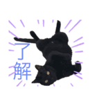 可愛いぬこ//（個別スタンプ：3）