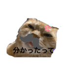 可愛いぬこ//（個別スタンプ：5）