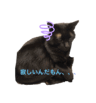 可愛いぬこ//（個別スタンプ：7）