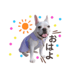 milky♥︎Frenchbulldog（個別スタンプ：1）