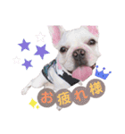 milky♥︎Frenchbulldog（個別スタンプ：3）
