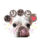 milky♥︎Frenchbulldog（個別スタンプ：5）