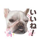 milky♥︎Frenchbulldog（個別スタンプ：7）