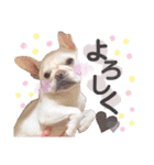 milky♥︎Frenchbulldog（個別スタンプ：8）