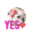 milky♥︎Frenchbulldog（個別スタンプ：9）