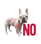 milky♥︎Frenchbulldog（個別スタンプ：10）