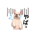 milky♥︎Frenchbulldog（個別スタンプ：13）