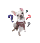 milky♥︎Frenchbulldog（個別スタンプ：14）