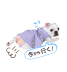 milky♥︎Frenchbulldog（個別スタンプ：15）