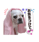 milky♥︎Frenchbulldog（個別スタンプ：16）