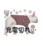 milky♥︎Frenchbulldog（個別スタンプ：19）