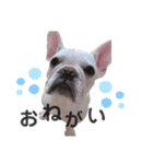 milky♥︎Frenchbulldog（個別スタンプ：20）