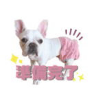 milky♥︎Frenchbulldog（個別スタンプ：21）