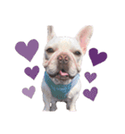 milky♥︎Frenchbulldog（個別スタンプ：22）