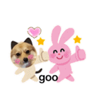 ポメ＆コギーのポン太君♡（個別スタンプ：4）
