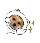 ポメ＆コギーのポン太君♡（個別スタンプ：11）