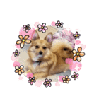 ポメ＆コギーのポン太君♡（個別スタンプ：13）