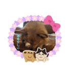 ポメ＆コギーのポン太君♡（個別スタンプ：31）