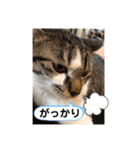 みぃとぅん3（個別スタンプ：5）