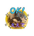 みぃとぅん3（個別スタンプ：8）