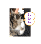 みぃとぅん3（個別スタンプ：9）