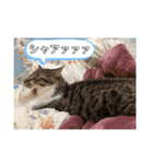 みぃとぅん3（個別スタンプ：11）