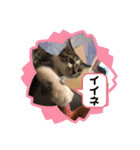 みぃとぅん3（個別スタンプ：15）