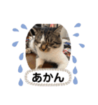 みぃとぅん3（個別スタンプ：16）