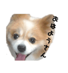 パピヨンのメロンくん（関西弁）（個別スタンプ：1）