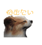 パピヨンのメロンくん（関西弁）（個別スタンプ：6）