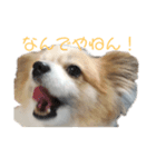 パピヨンのメロンくん（関西弁）（個別スタンプ：8）