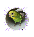 セキセイインコのぺぺさん（個別スタンプ：1）